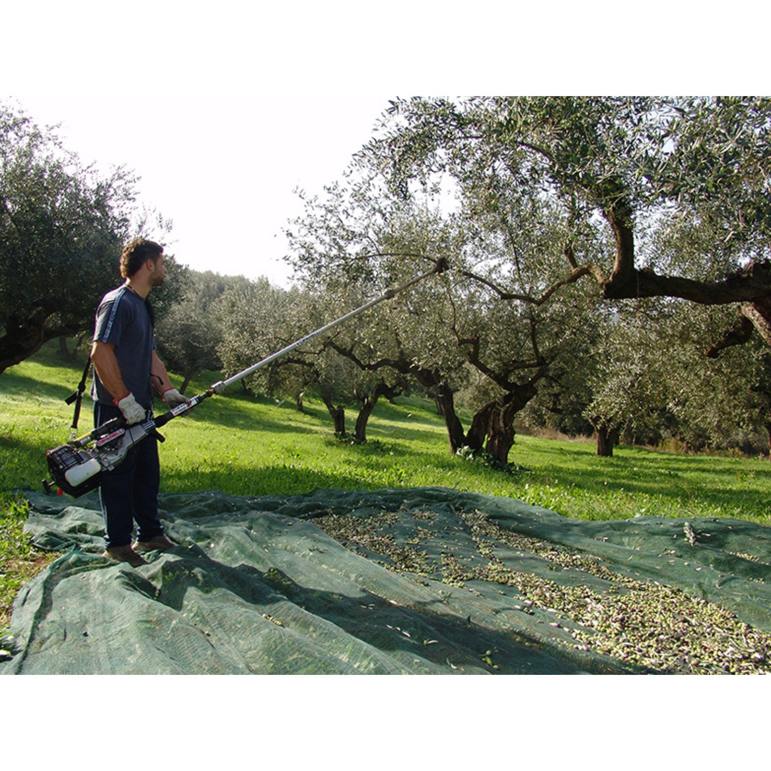 Cosechador De Olivos SC-800 52 Cc